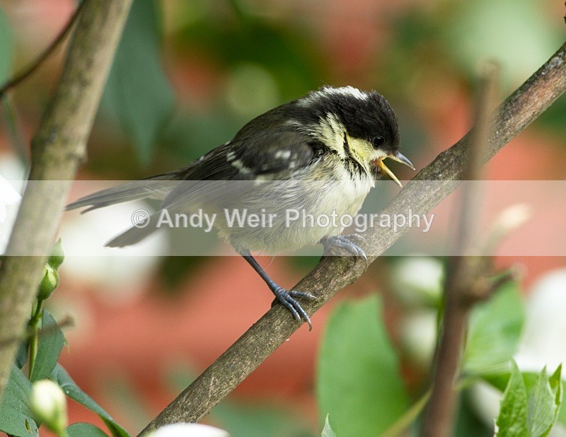 20110530-IMG_5513 - Coat Tit