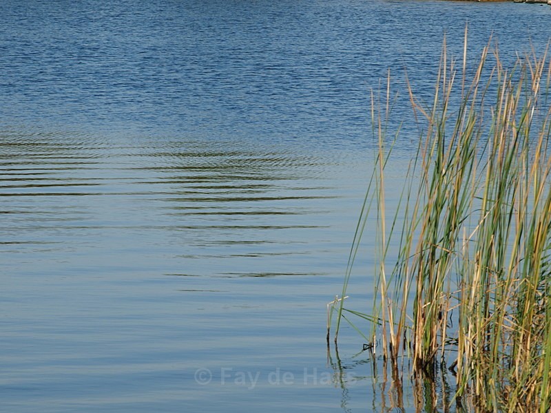  - Water gazing
