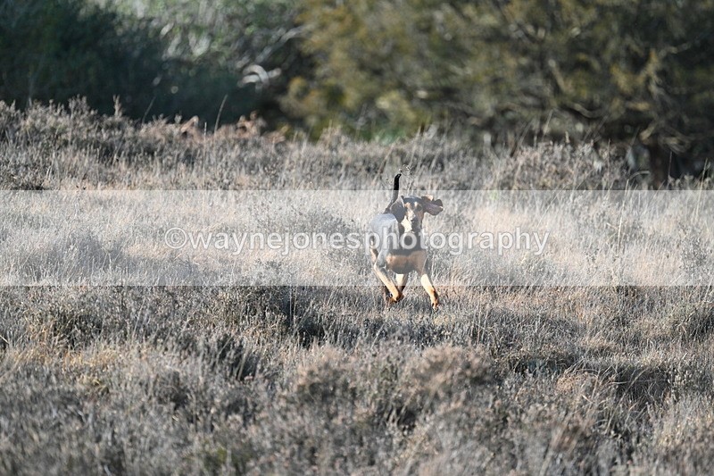 WJ7_7887 - Line 3 (no line 4 or 5)