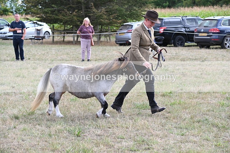 WJ6_6978 - Class 21 Shetland & Mini Horses