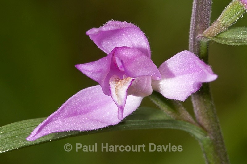  - Orchids - Various