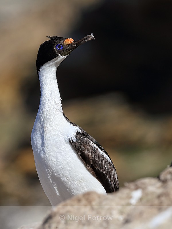 Adult Imperial Shag, Carcass Island, Falklands - Imperial Shag