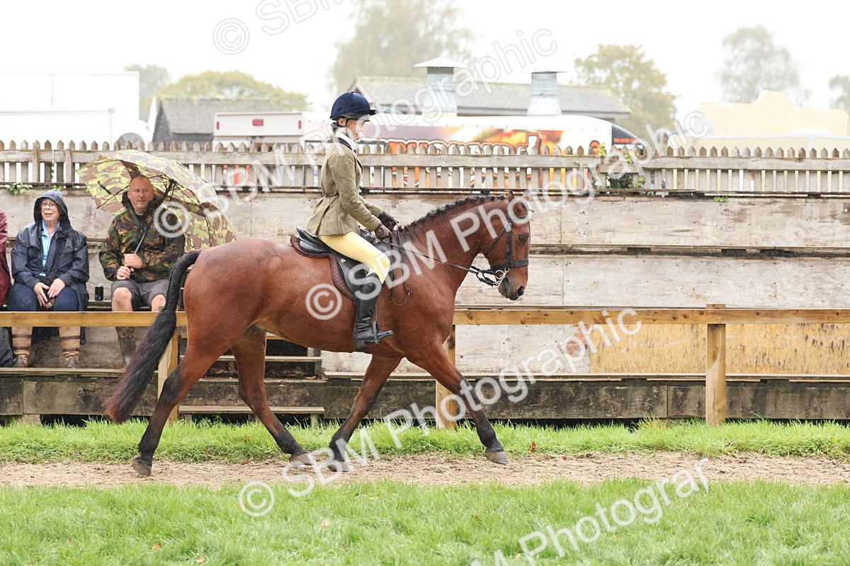 SBM_72990 - S63 Show Pony & Show Hunter Pony Ridden