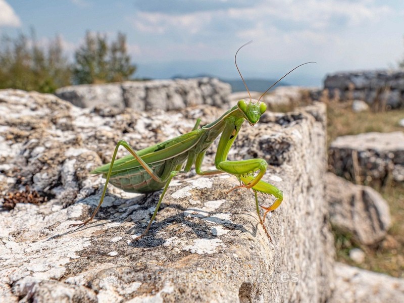 Praying Mantis adult ♀(Mantis religiosa) - Insects, Spiders and other Animals