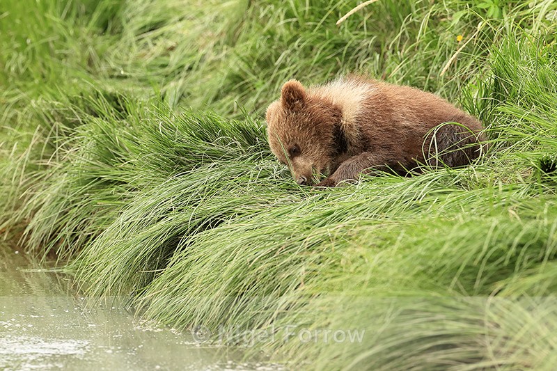 Brown Bear cub lying down eating grass, Silver Salmon Creek, Alaska - Brown Bear