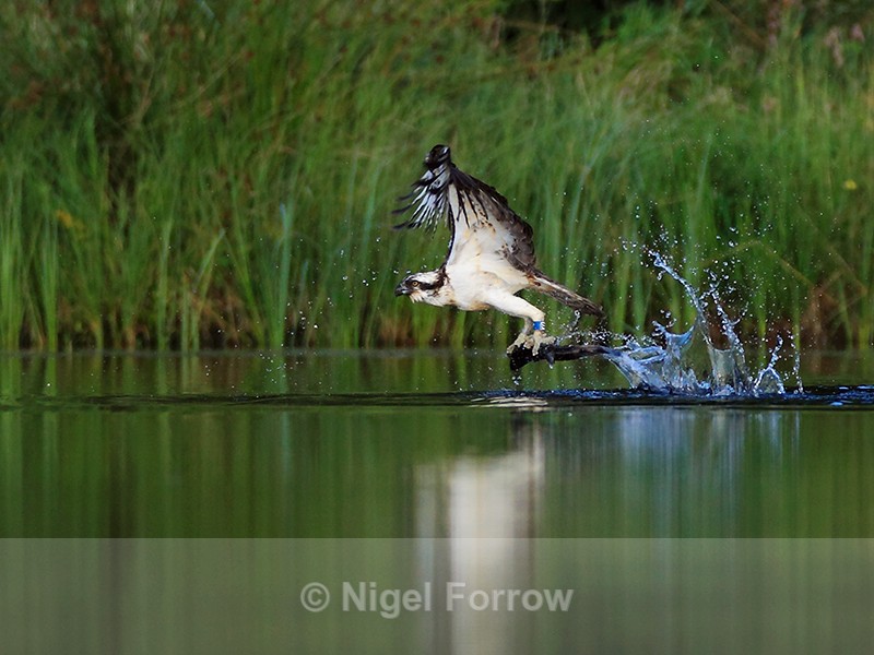Rothiemurchus Osprey takes off with a fish - Osprey