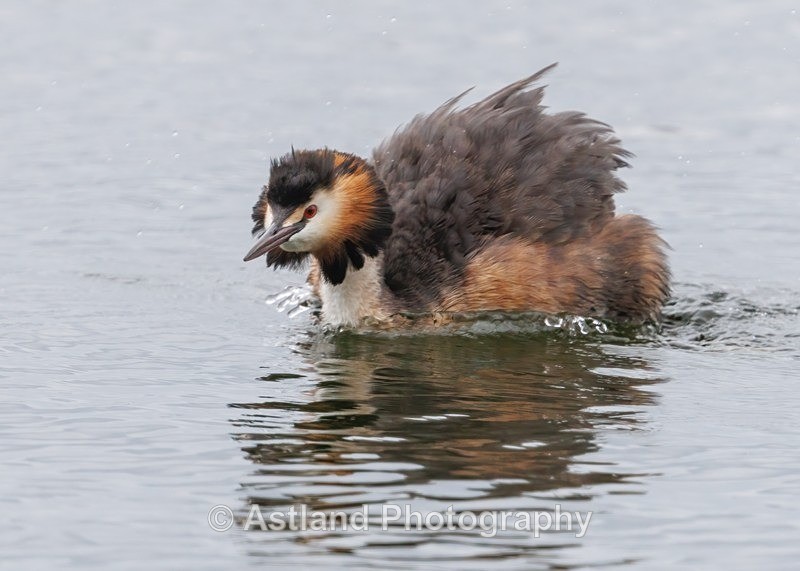Great Crested Grebe - Latest Images
