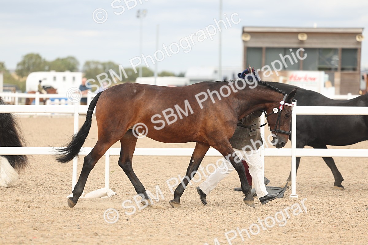SBM_16952 - Class 312 - IH Competition Horse-Pony