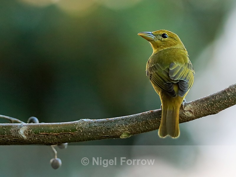 Summer Tanager (female), Costa Rica - Summer Tanager