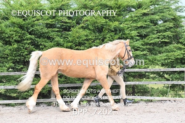 BPP_7202 - RING 1  (RIDDEN HORSES / IN HAND / VETERAN ETC)