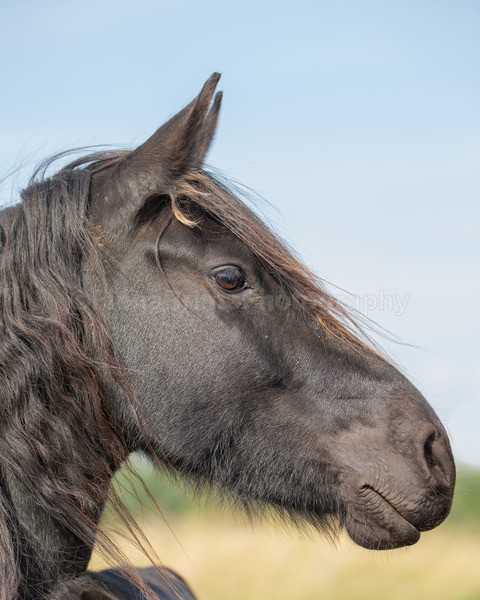 friesians 101-9 - Friesians