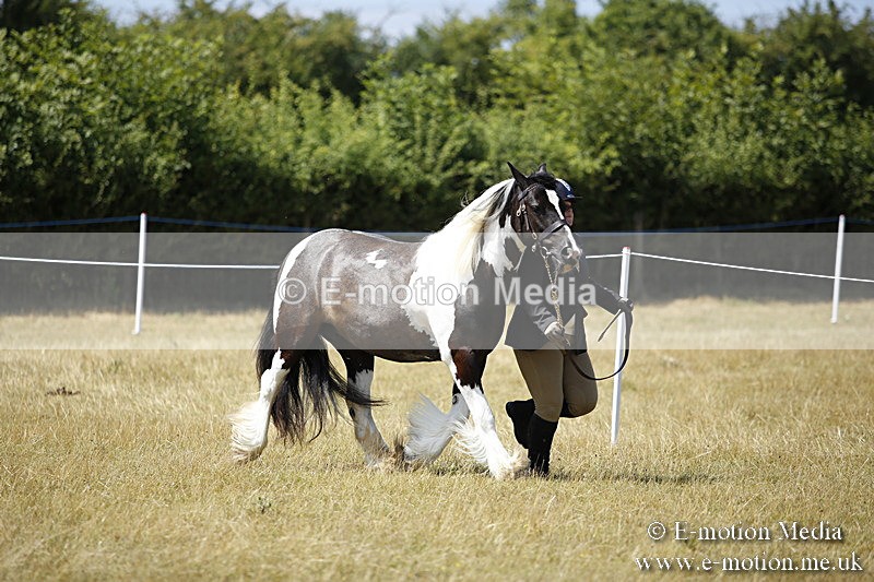 _C7A0029 - BVRC Sow 2018 Ring 2