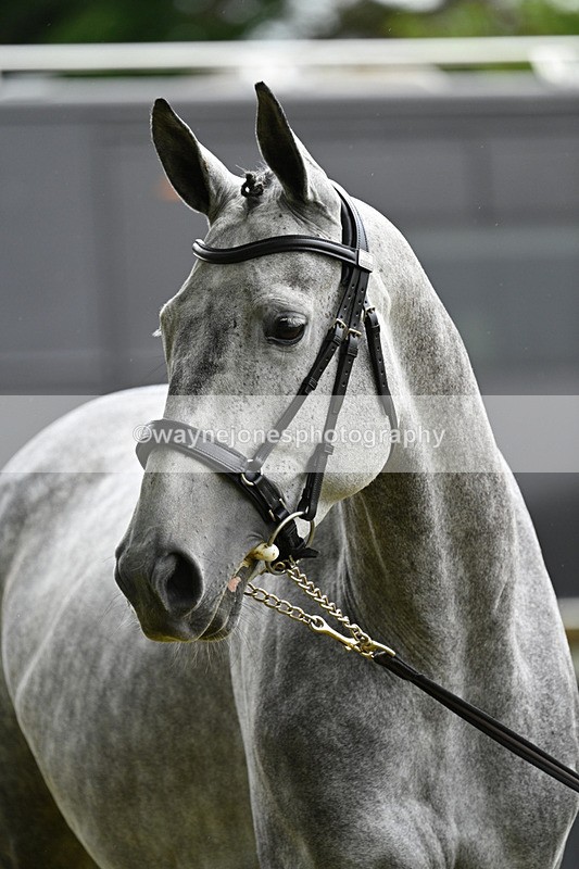 WJ7_6284 - Class 4a Prettiest Mare over 14hh
