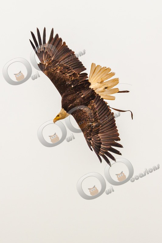 bald eagle Haliaeetus leucocephalus-531 - BoP from around the world