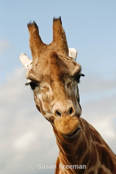 Curious Giraffe - Other Animals