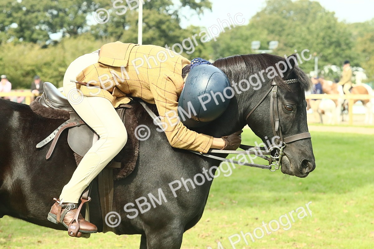 SBM_66721 - S34 - Rehabilitated Rescue Horse & Pony In Hand & Ridden