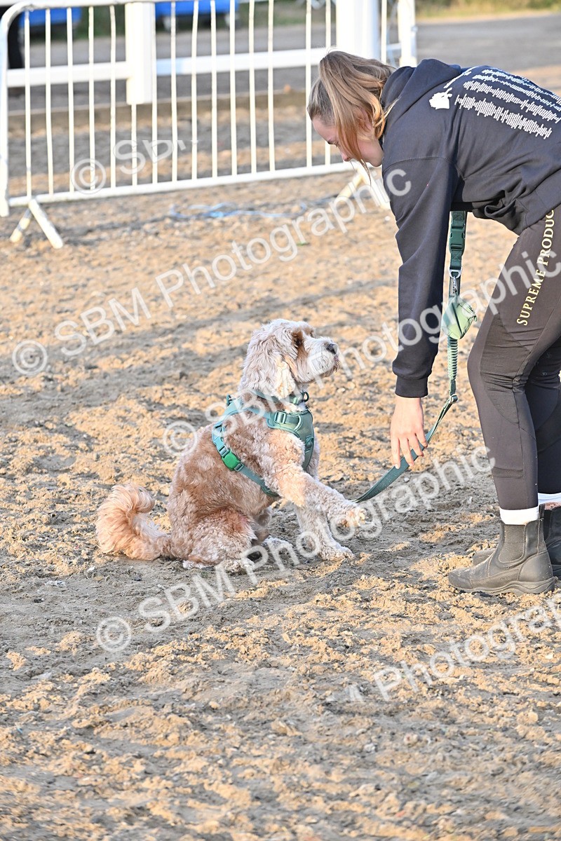 SBM_09639 - Lorry Dogs