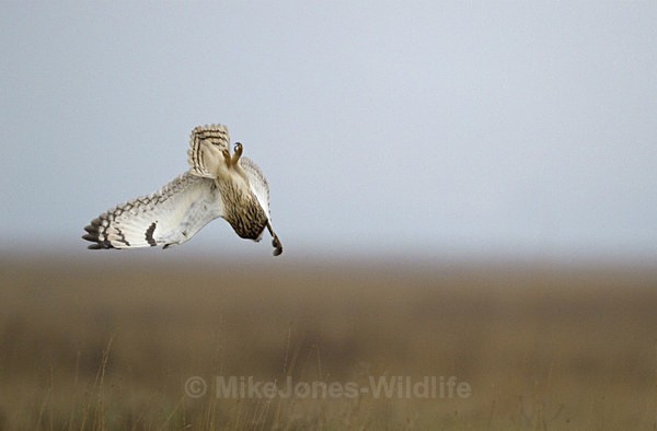 SHORT EARED OWL / REF SEO 8 - SHORT EARED OWLS
