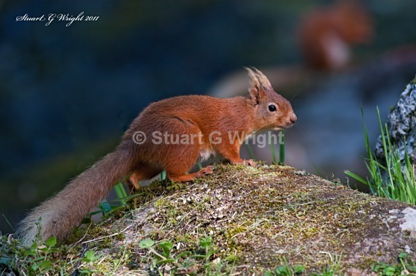 759 - Red Squirrels