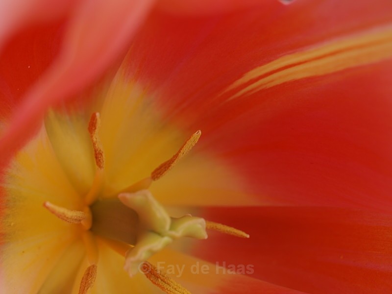  - Spring's Delights