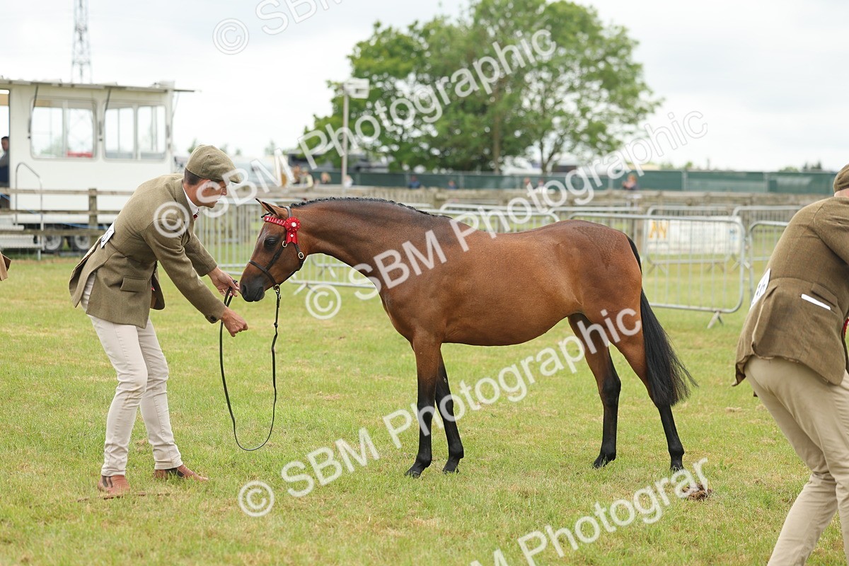 SBM_05571 - Class 68-73 - Riding Pony Breeding