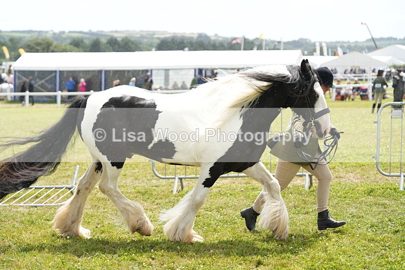 DSC06904 - Class 60: Coloured Pony 4yrs & over