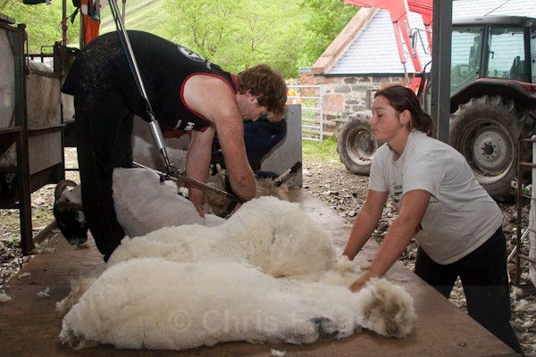 11 - Shearing at Glenwhargen Farm