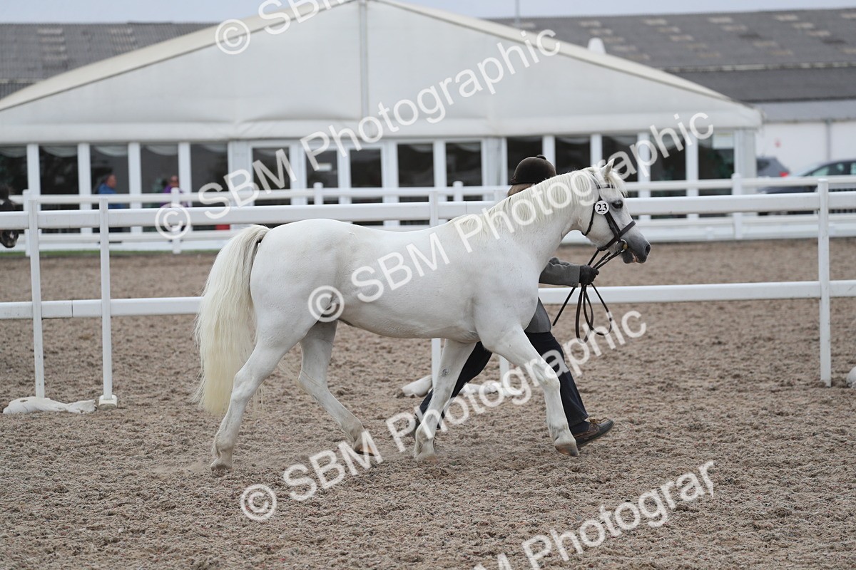 SBM_17952 - Class 317 IH Pure bred Horse/Pony