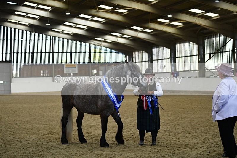 WJ5_5799 - Morning in hand Championship