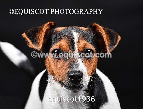 equiscot1936 - MARIS & CHIP