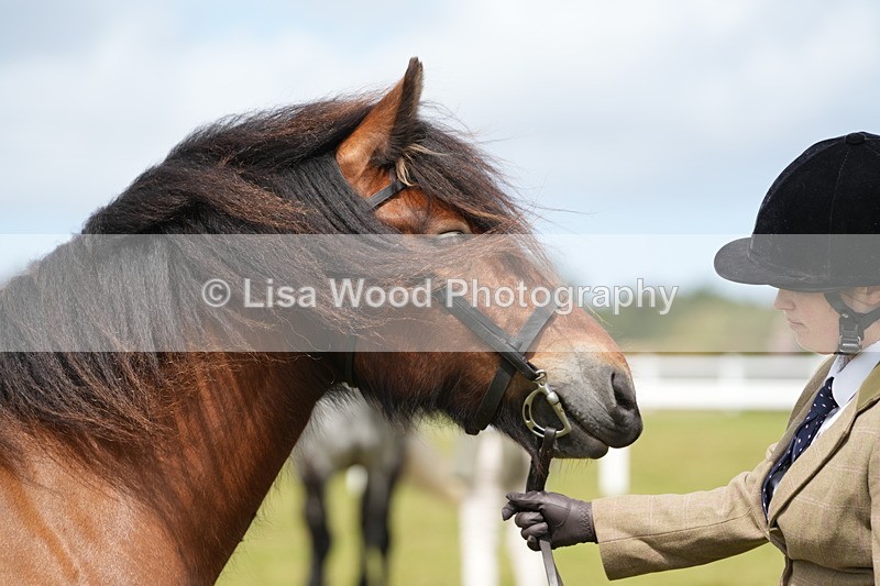 DSC05830 - Class 51: NPS M&M 4 years and over Large Breeds