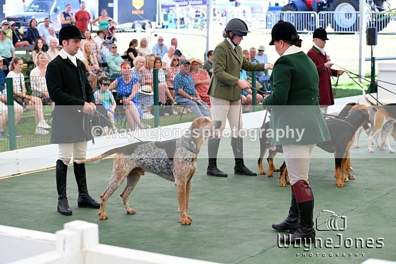 WJ5_0770 - Berks & Bucks at the Great Yorkshire Show 2025