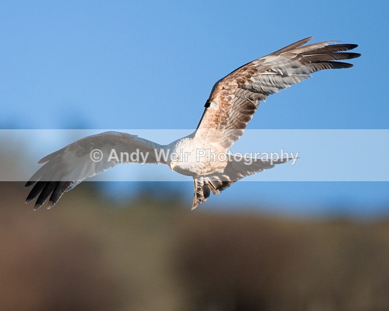 20100130-IMG_2952 488 - Red Kite