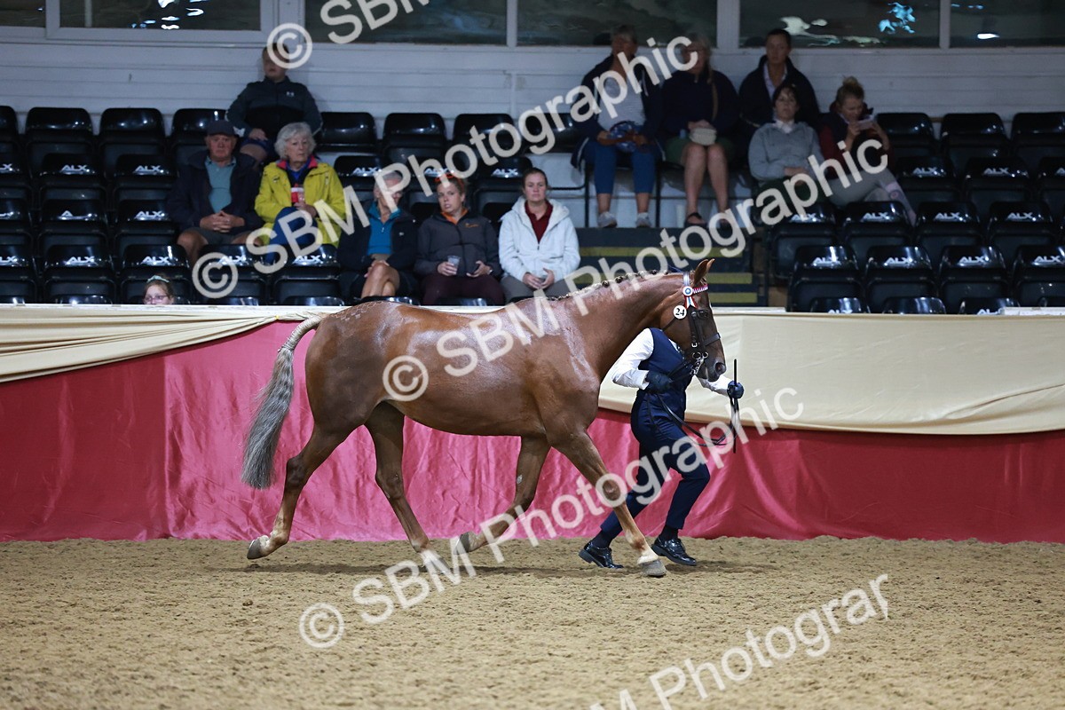 SBM_20074 - Class C - Novalty Champ