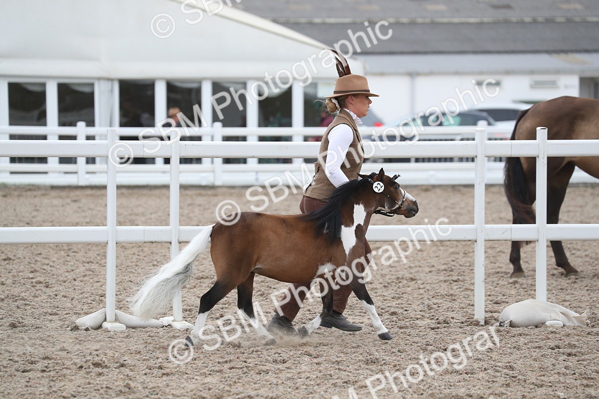 SBM_17943 - Class 317 IH Pure bred Horse/Pony