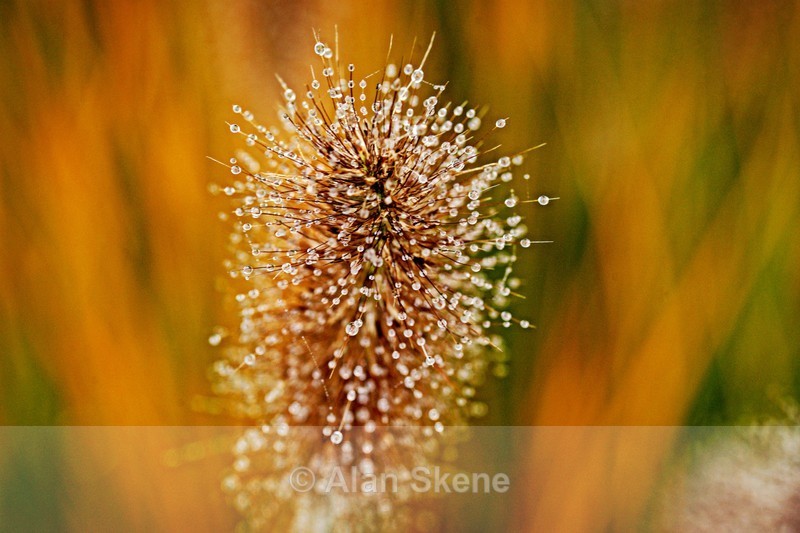 DSC06320 - Flora