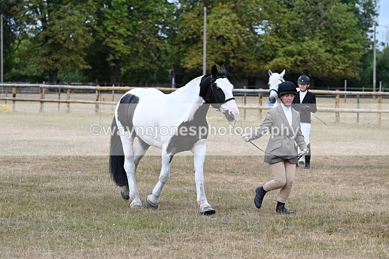 WJ7_9950 - Class 5a Most Handsome Gelding (above 14.2hh)