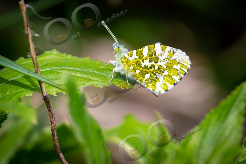 Orange tip butterfly Anthocharis cardamines-7941 - Insects from around the world