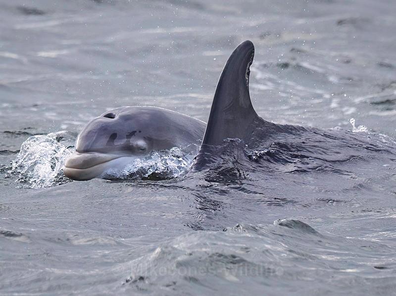 Chanory point, Bottle nose dolphins - Dolphins, Whales & Orcas. Scotland, Iceland, Azores & Madeira
