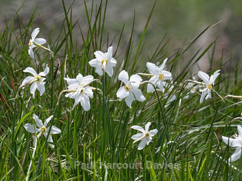  - Flowers in the Landscape - 2