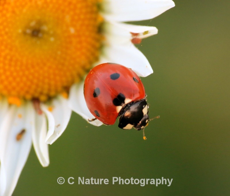 Living On The Edge - Insects & Creepy Crawlies