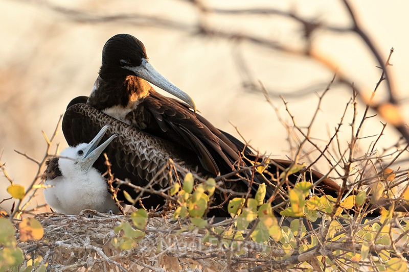 Magnificent Frigatebird nest, adult & chick, North Seymour, Galapagos - Magnificent Frigatebird