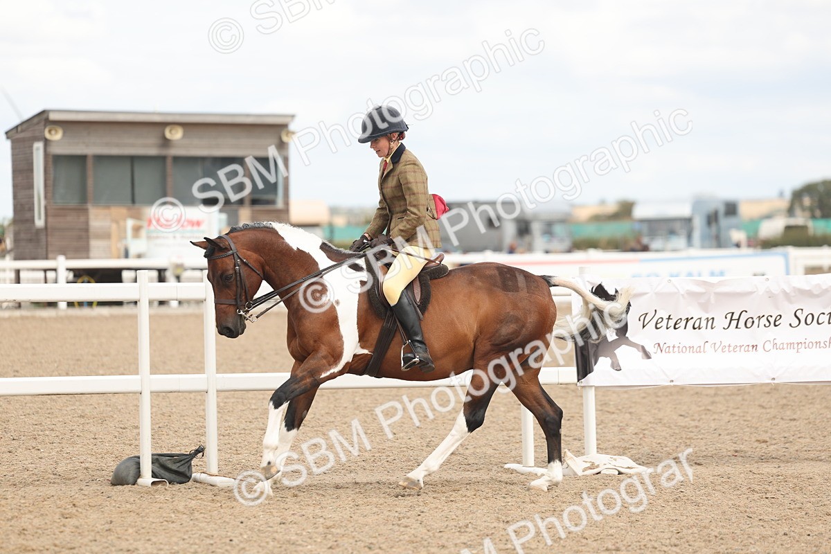 SBM_16017 - Class 311 - Ridden Show pony-Show hunter Pony