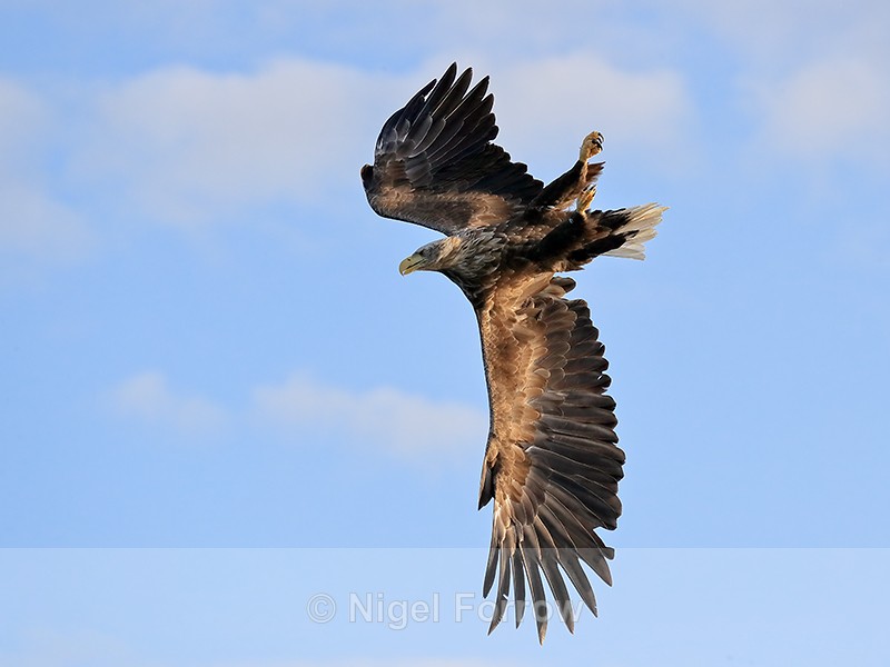 Sea Eagle in fast dive for fish, Flatanger, Norway - White-tailed Sea-Eagle