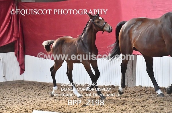 BPP_2198 - AFTERNOON 12.30 - 3.30PM