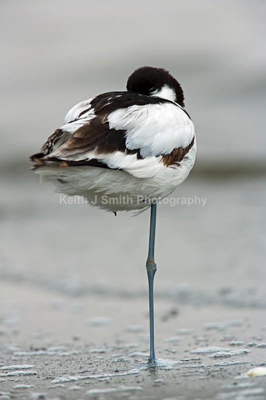Pied Avocet.YR6M8927.BW - Black & White.