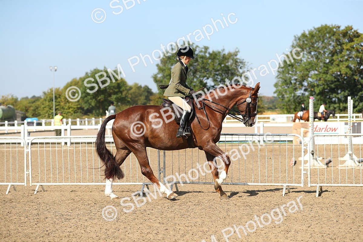 SBM_02209 - Class 43 Ridden Competition Horse/Pony