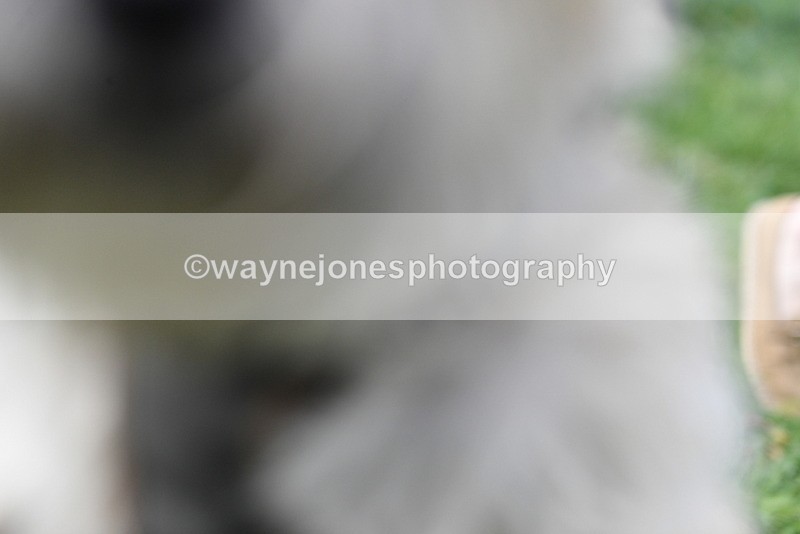 WJ5_0331 - Class 7 Best Terrier