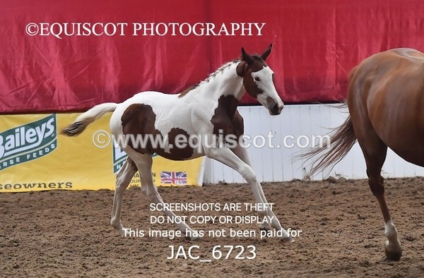 JAC_6723 - 15 Ziggy of Westoak