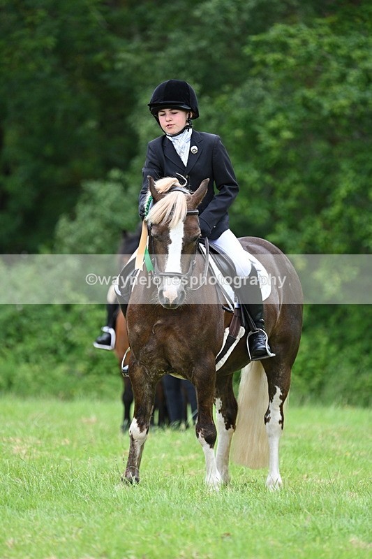 WJ7_4247 - Class 14A Handsome Gelding